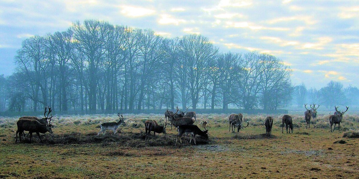Bushy Park, a 1,100-acre former Tudor hunting park beside Hampton Court