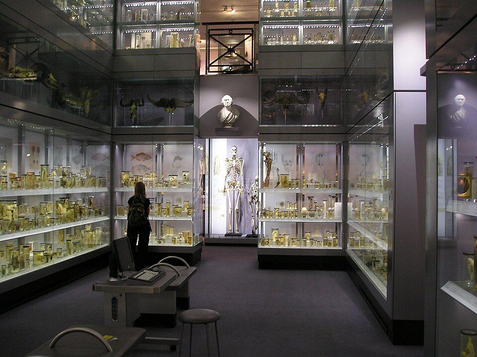 Hunterian Museum, the Royal College of Surgeons' museum at Lincoln's Inn Fields