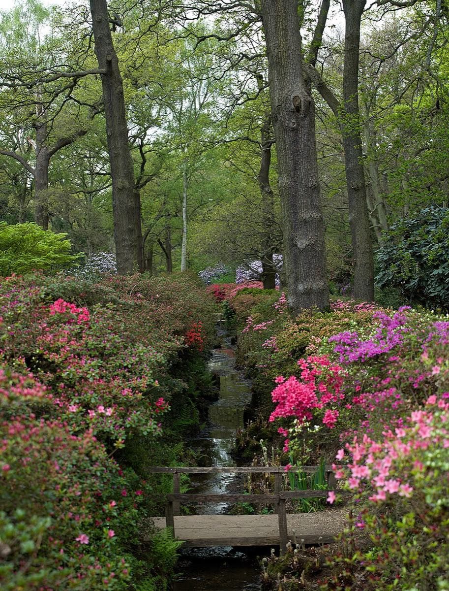 Isabella Plantation, a 40-acre woodland garden inside Richmond Park, planted since the 1830s and known for its ponds