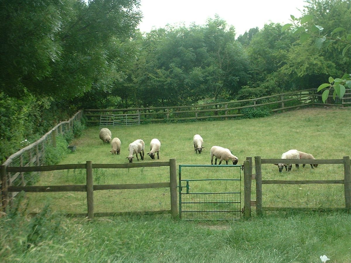Mudchute Park and Farm, a free 32-acre city farm on the Isle of Dogs