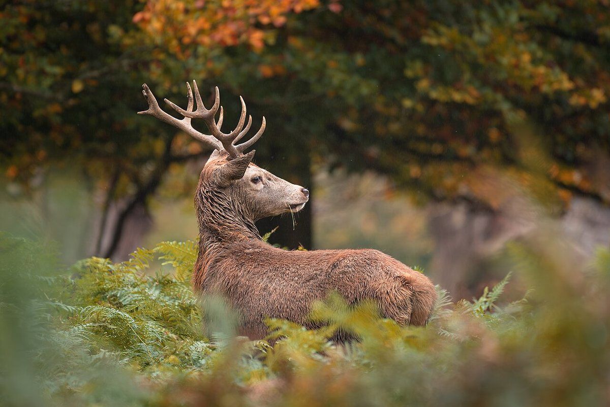 Richmond Park, London's largest Royal Park