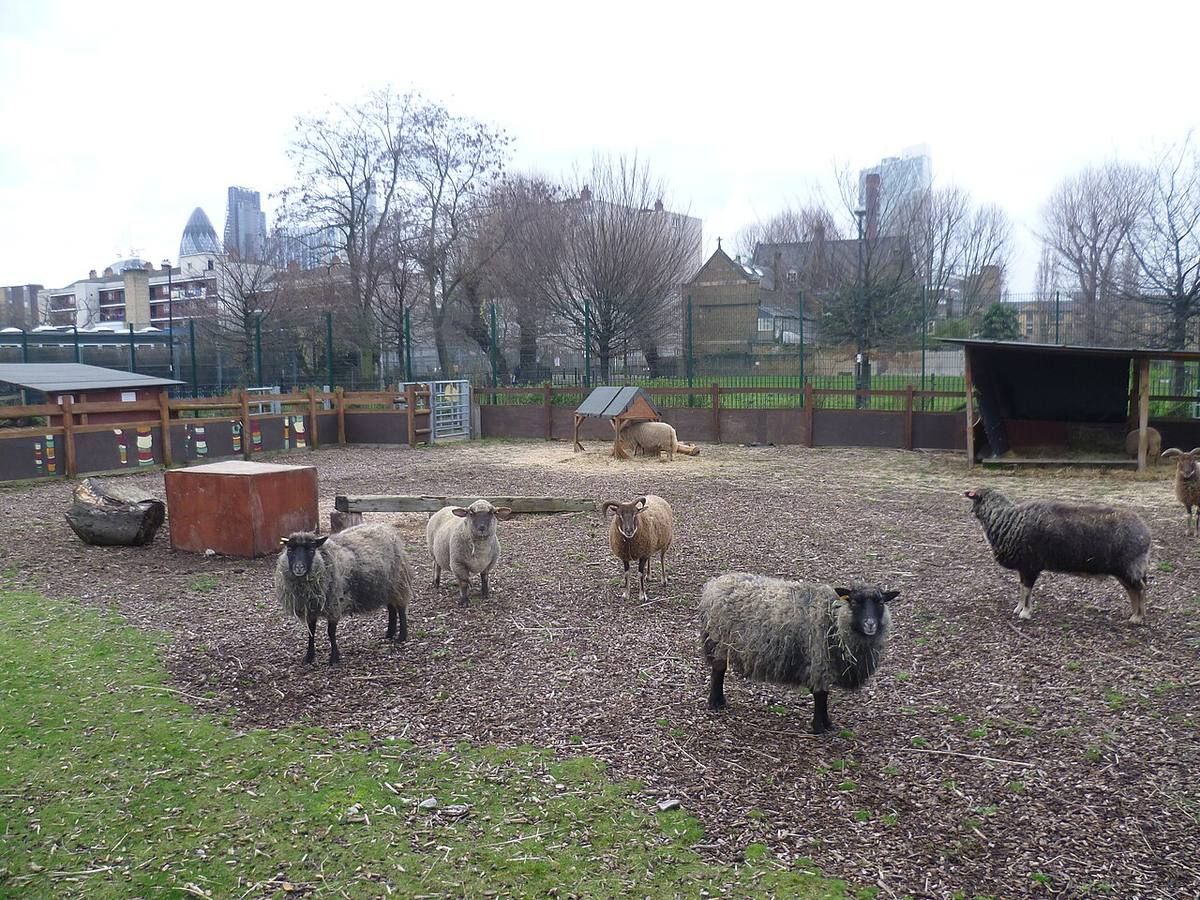 Spitalfields City Farm, a charity-run city farm on Buxton Street, a short distance from Brick Lane