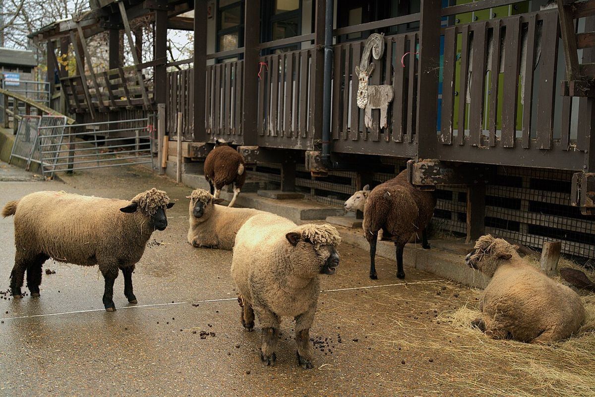 Surrey Docks Farm, a free working city farm