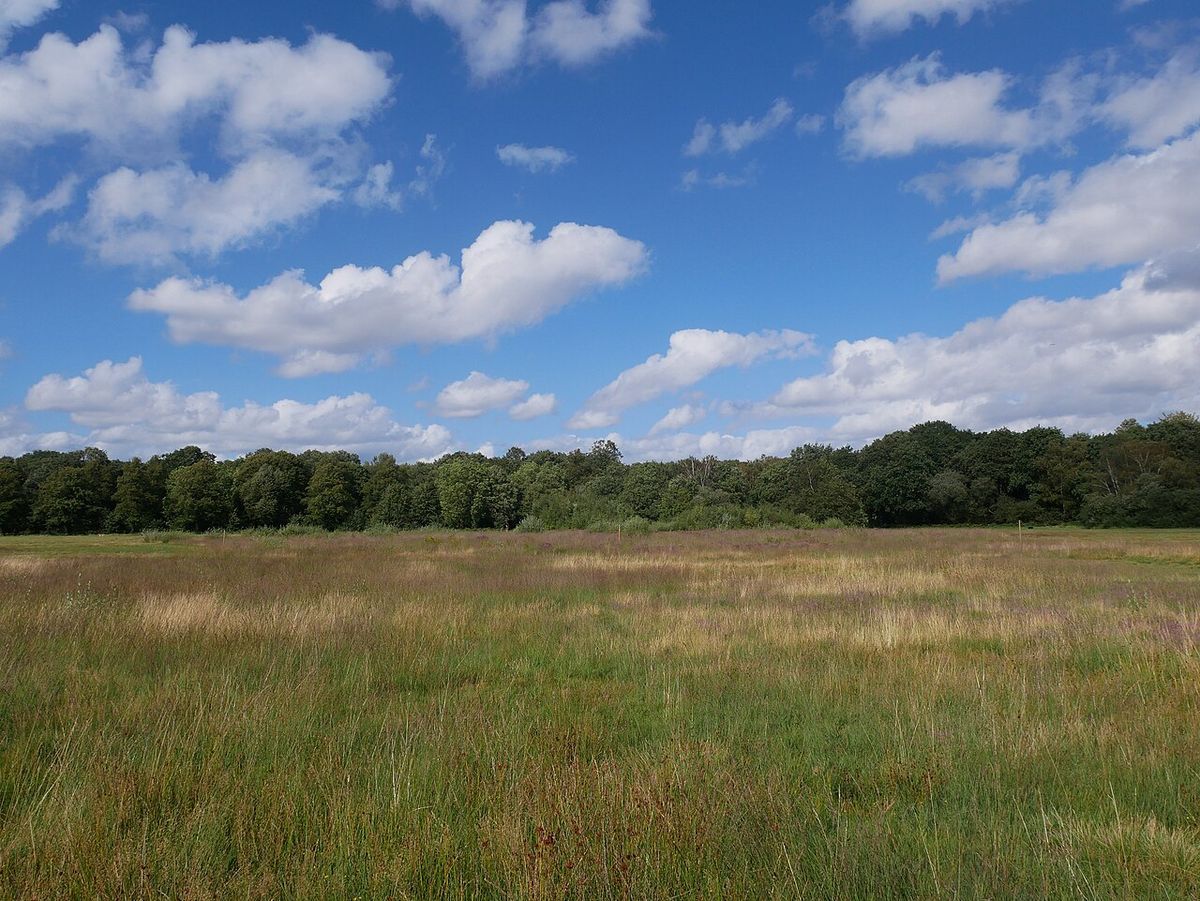 Wimbledon Common, a huge area of heath, woodland and ponds in south-west London, with a historic windmill